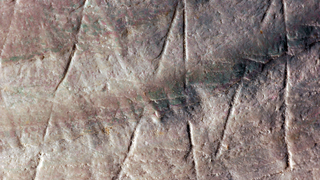 Engravings On A Shell Made 300,000 Years Before Humans Evolved
